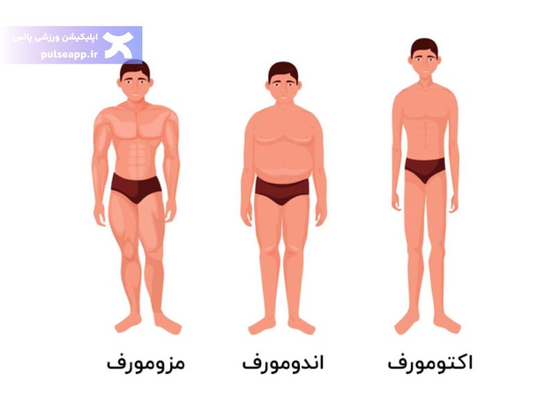 تیپ های بدنی مختلف