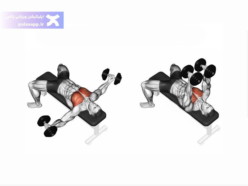 دمبل فلایز برای فیتنس در باشگاه