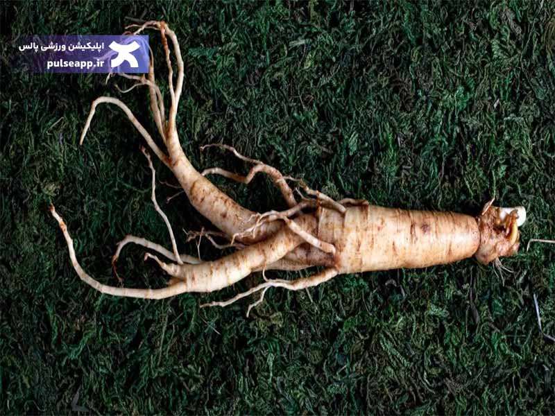 تصویر جینسینگ چیست؟ آیا جینسینگ چاق می‌کند؟